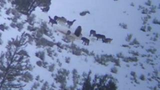 Вижте как глутница вълци обкръжи мечка, за да си вземе плячката ВИДЕО