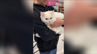 Реакцията на котка при ветеринаря предизвика съчувствието на мрежата ВИДЕО
