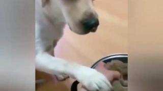 Това куче е истински защитник на семейството ВИДЕО