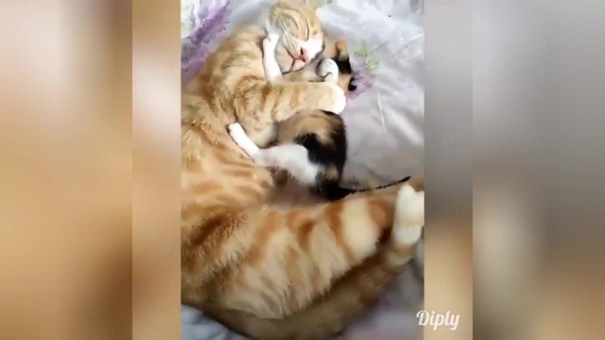 Прегръдките между котка и котенце умилиха мрежата ВИДЕО