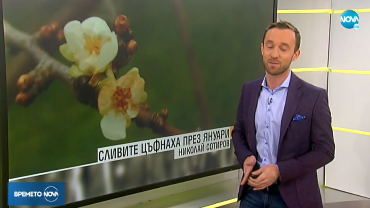 Природата полудя! Насред януари цъфнаха... СНИМКА