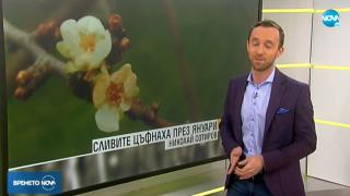 Природата полудя! Насред януари цъфнаха... СНИМКА
