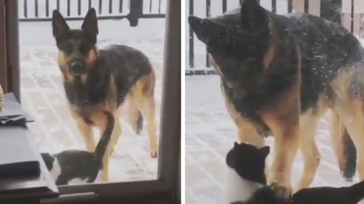 Куче успокои любвеобилна котка и накара мрежата да се смее ВИДЕО