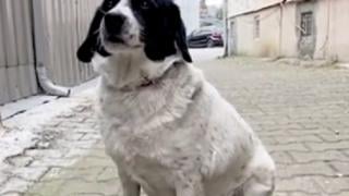 Улично куче, което помага на дечица да пресекат, стана звезда в мрежата ВИДЕО 