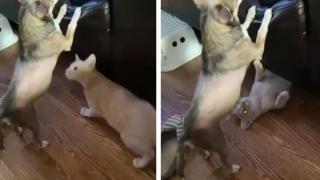 Вижте как котка извърши измамна маневра, за да атакува куче ВИДЕО