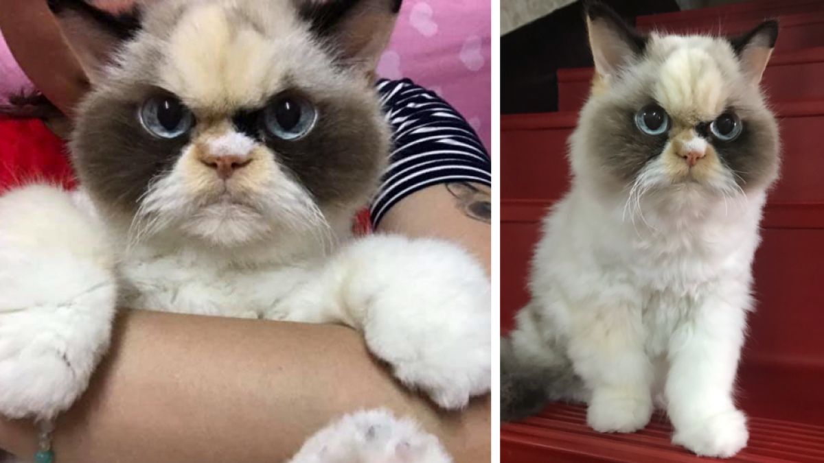 Котка стана звезда в мрежата заради убийствения си поглед СНИМКИ