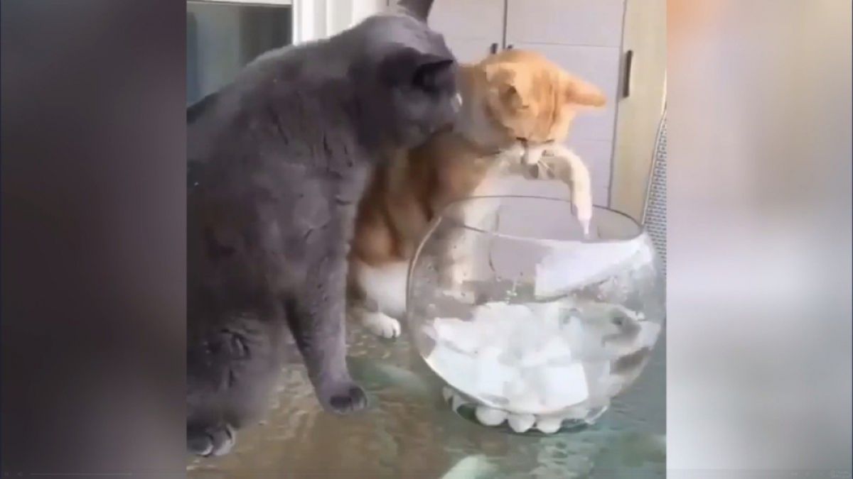 Строг котарак не позволи на друг да похапне рибка от аквариума ВИДЕО
