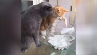 Строг котарак не позволи на друг да похапне рибка от аквариума ВИДЕО