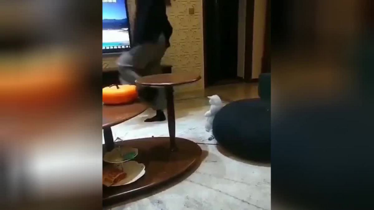 Котарак и собственичката му разсмяха мрежата с танците си ВИДЕО