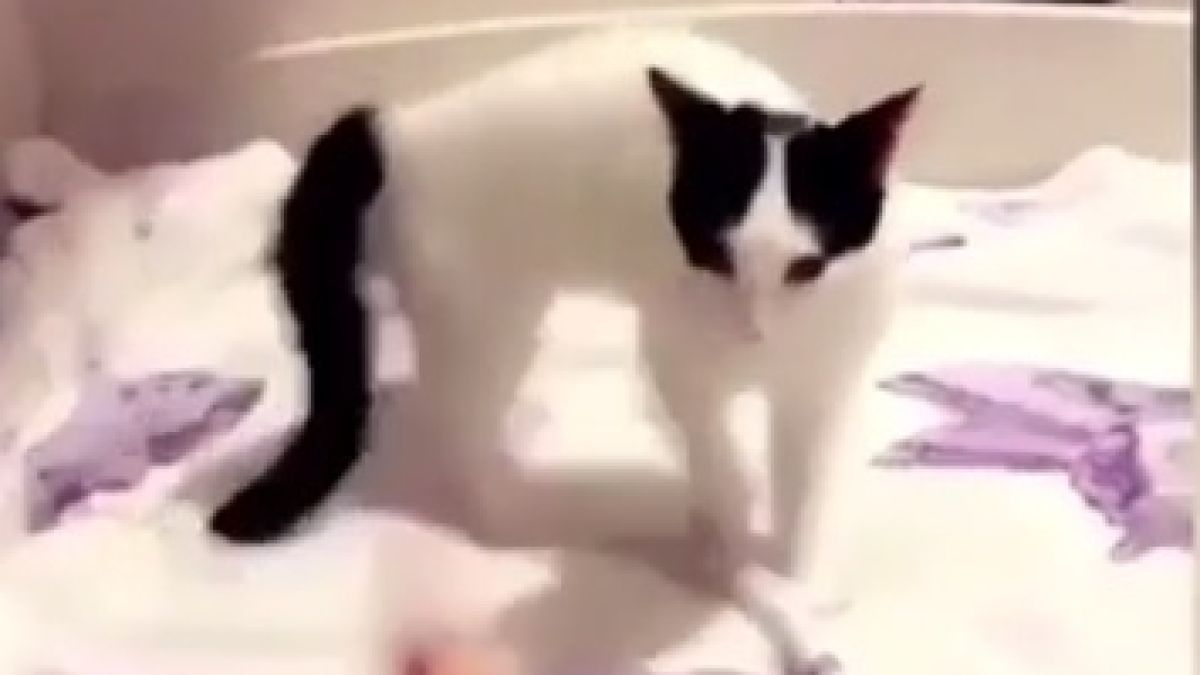 Мрежата полудя по актьорския талант на тази котка ВИДЕО