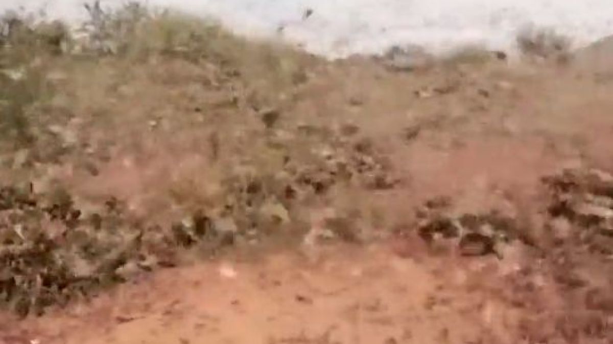 Става страшно! В Сомалия обявиха извънредно положение заради невижданата от 70 г. напаст
