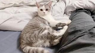 В Ухан заровиха жива котка заради коронавируса, а стопанинът й се оказа здрав