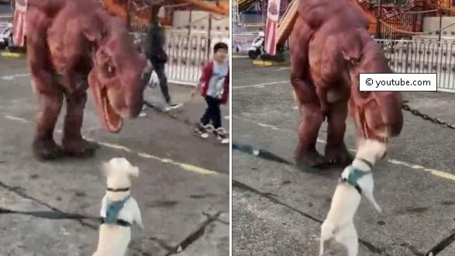 Битката между смело куче и динозавър, който го дразни, беше заснета на ВИДЕО