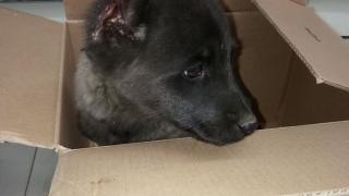 Отвратително зверство в Берковица! СНИМКИ 18+