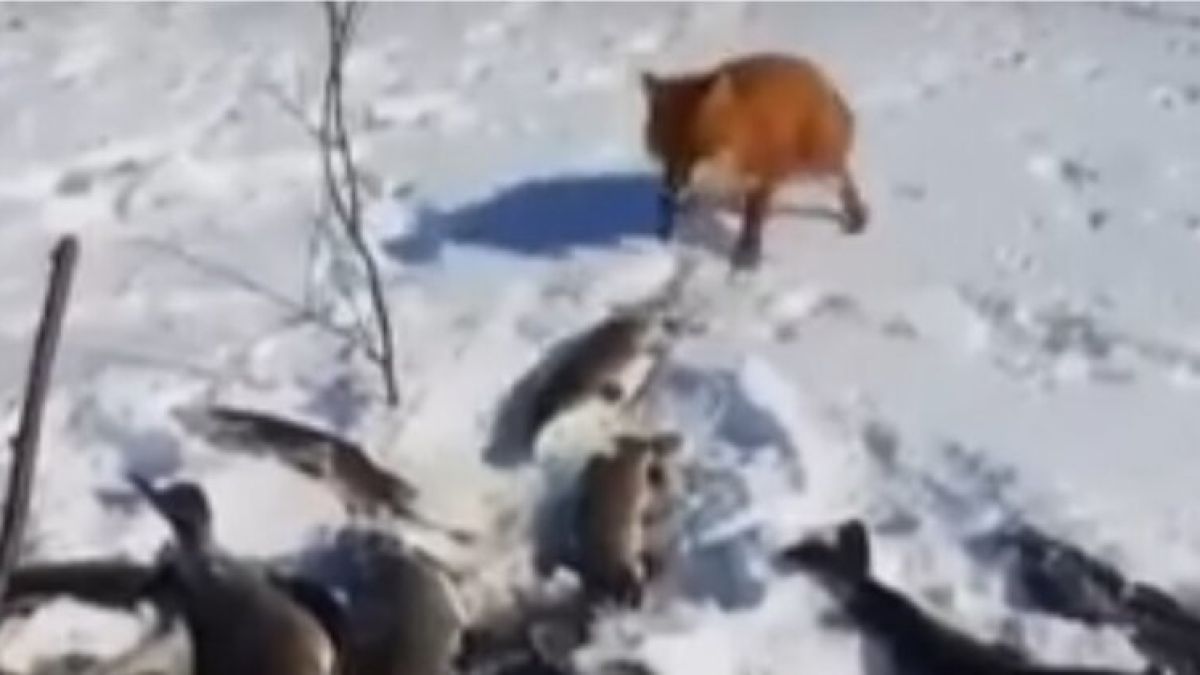 Вижте как нахална лисица открадна част от улова на рибар ВИДЕО