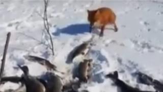 Вижте как нахална лисица открадна част от улова на рибар ВИДЕО