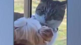 Коте погледна презрително кученце и стана цар на мрежата ВИДЕО 
