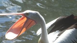 Нахален пеликан ограби рибар посред бял ден ВИДЕО
