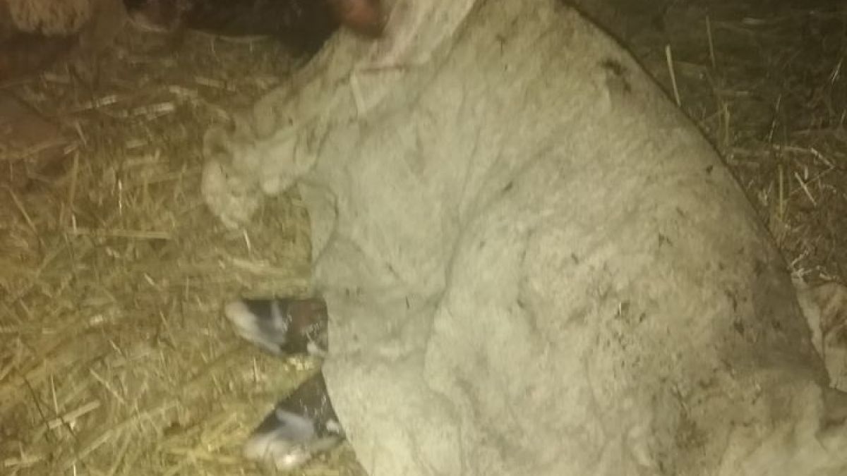 Тази добра новина умили до сълзи българите във Фейсбук 