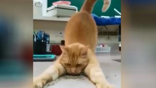 Вижте как този котарак се държи като наркобарон от животинския свят ВИДЕО