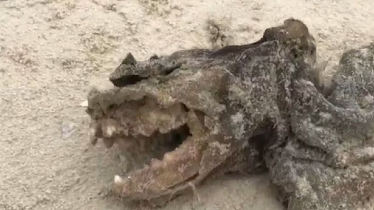 Мистериозно същество без очи и с огромни зъби ококори мрежата ВИДЕО 
