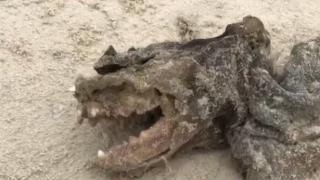 Мистериозно същество без очи и с огромни зъби ококори мрежата ВИДЕО 