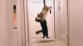 ВИДЕО запечата как котарак нападна друго коте с ловък супер удар със салто