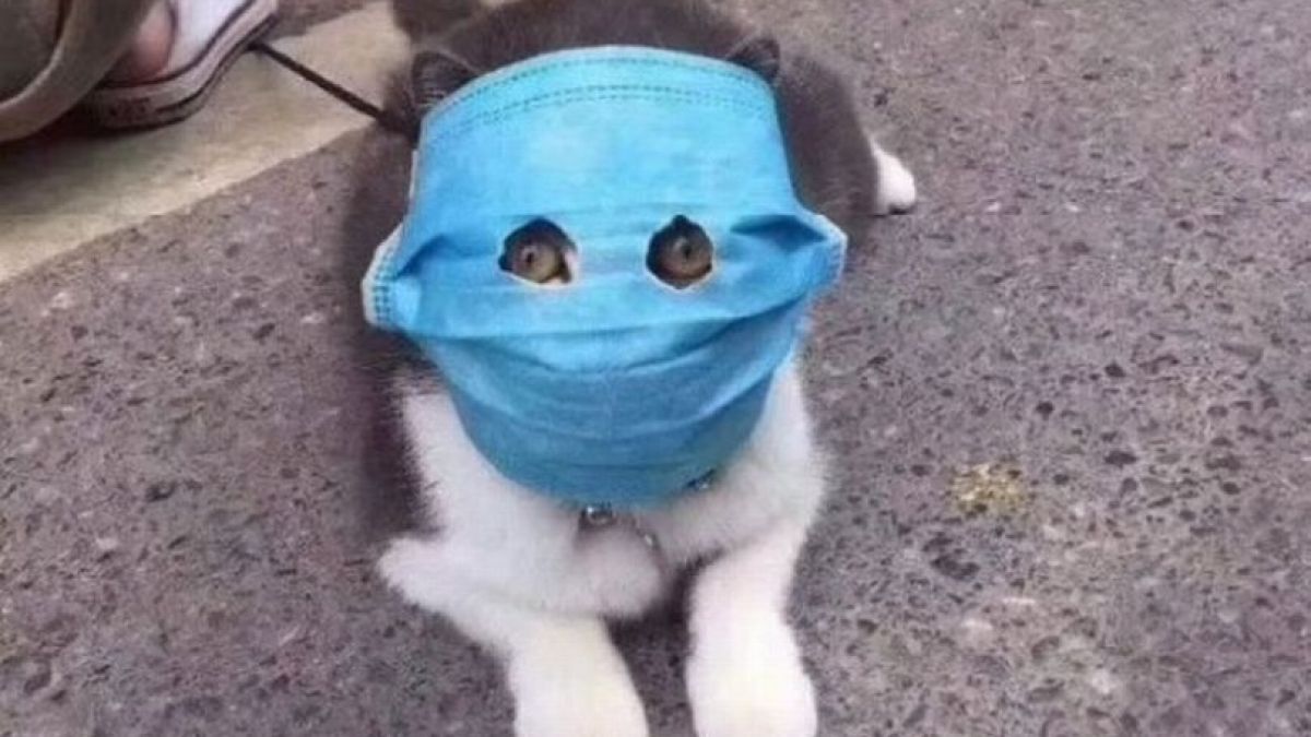 В Китай е страшно: И котките тръгнаха с маски СНИМКИ 