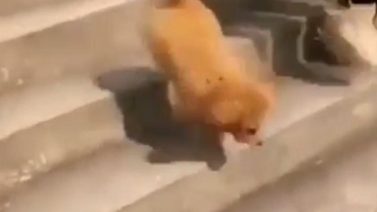 Куче-акробат срази мрежата ВИДЕО