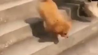 Куче-акробат срази мрежата ВИДЕО