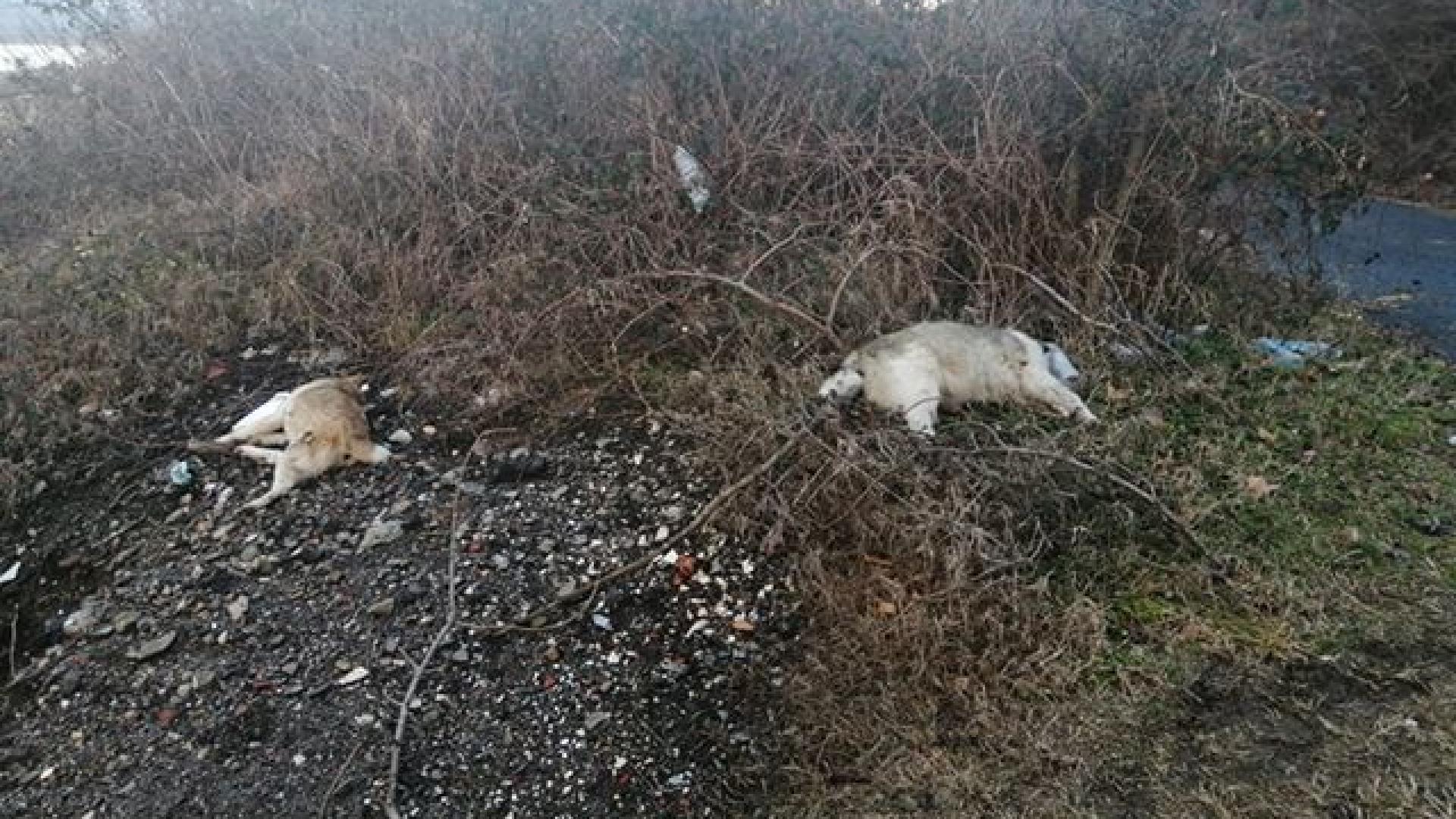 Зловещо: Трупове край Седловина СНИМКИ