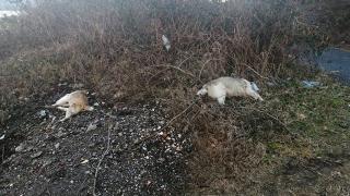 Зловещо: Трупове край Седловина СНИМКИ