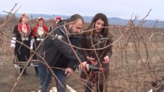 Херо Мустафа нагази в лозе, за да е берекет ВИДЕО