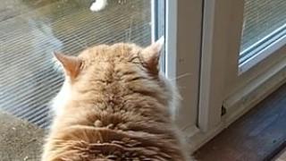 Домашна котка прогони със странни звуци бездомен събрат от дома си ВИДЕО 