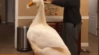 Младеж и гъска подпалиха мрежата с горещия си танц ВИДЕО 