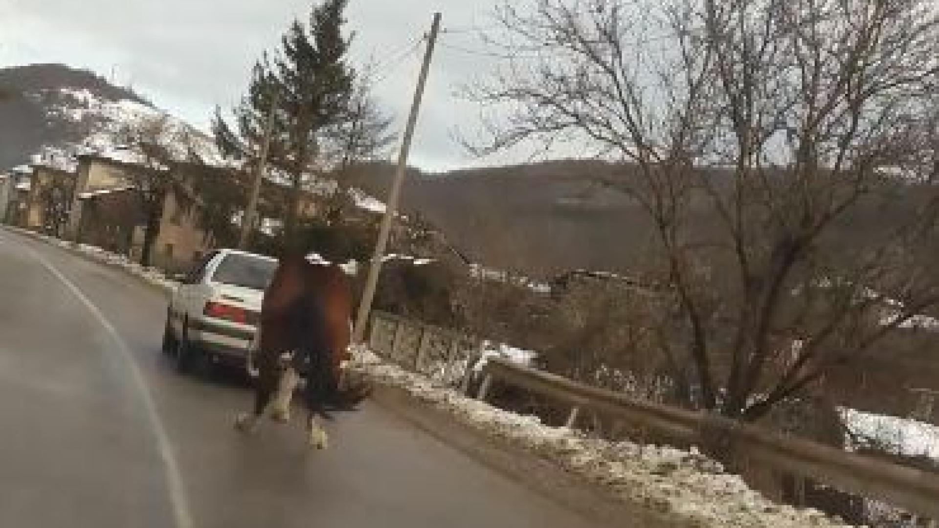 Грозна сцена с кон, вързан за теглич, вбеси България ВИДЕО