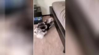 Куче, което обича да играе на криеница, разсмя мрежата ВИДЕО