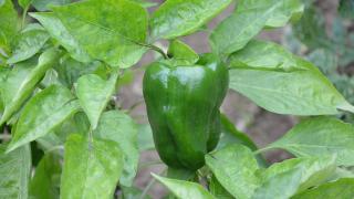 Световна сензация: Съпрузи разрязаха чушка за вечеря, а от нея изскочи жива жаба ВИДЕО