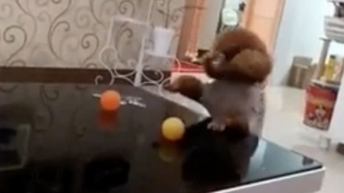 Куче удиви мрежата със своята находчивост ВИДЕО