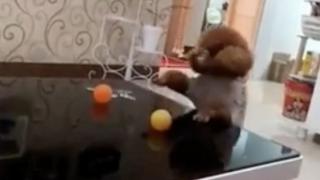 Куче удиви мрежата със своята находчивост ВИДЕО