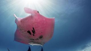 Фотограф засне нещо уникално край Големия бариерен риф СНИМКИ 