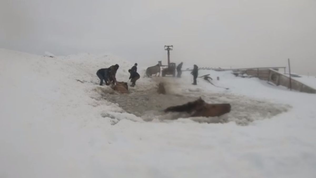 Драматично ВИДЕО: Коне пропаднаха в ледена река, а после... 