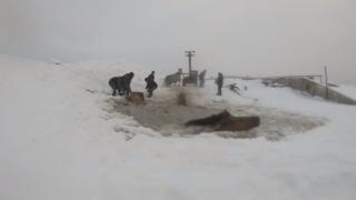 Драматично ВИДЕО: Коне пропаднаха в ледена река, а после... 