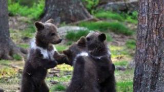Удивително: Фотограф засне мечета в гората, не е за вярване какво правят СНИМКИ