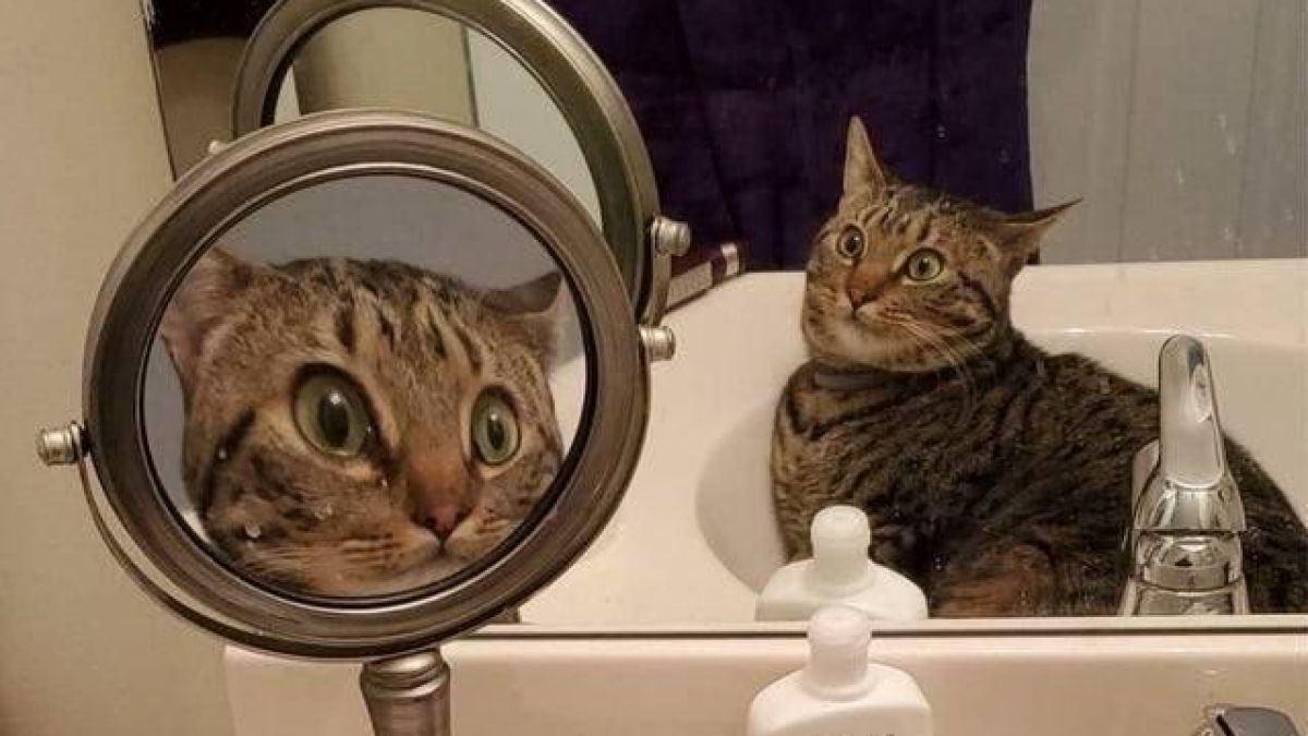 Всички са виждали тази световно известна котка, но каква е нейната история? СНИМКИ