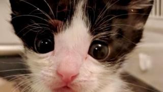 Котенце със счупена лапичка се оказа истински боец! ВИДЕО 