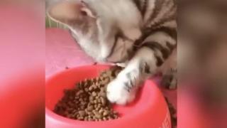 Този котарак удиви интернет с начина си на хранене ВИДЕО
