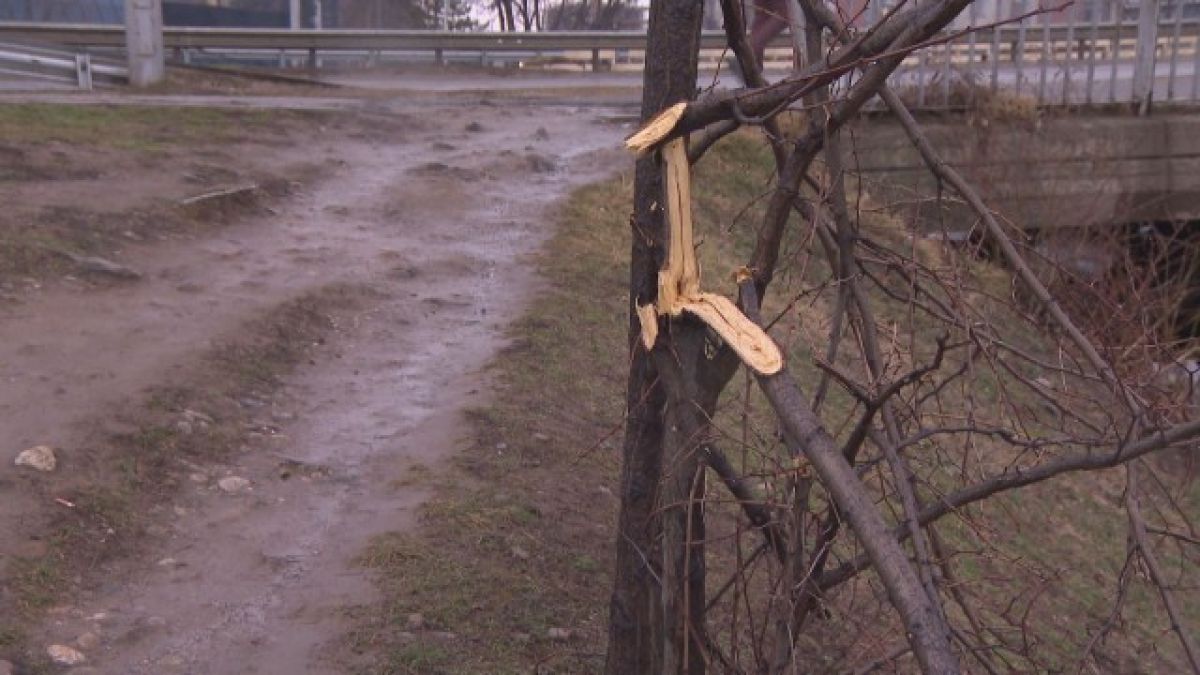 Софиянци газят кал, като на село, за да си стигнат до офисите си