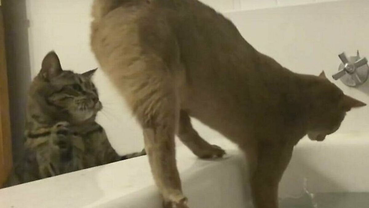 Коварен котарак хвърли своя конкурент във ваната на стопанката ВИДЕО