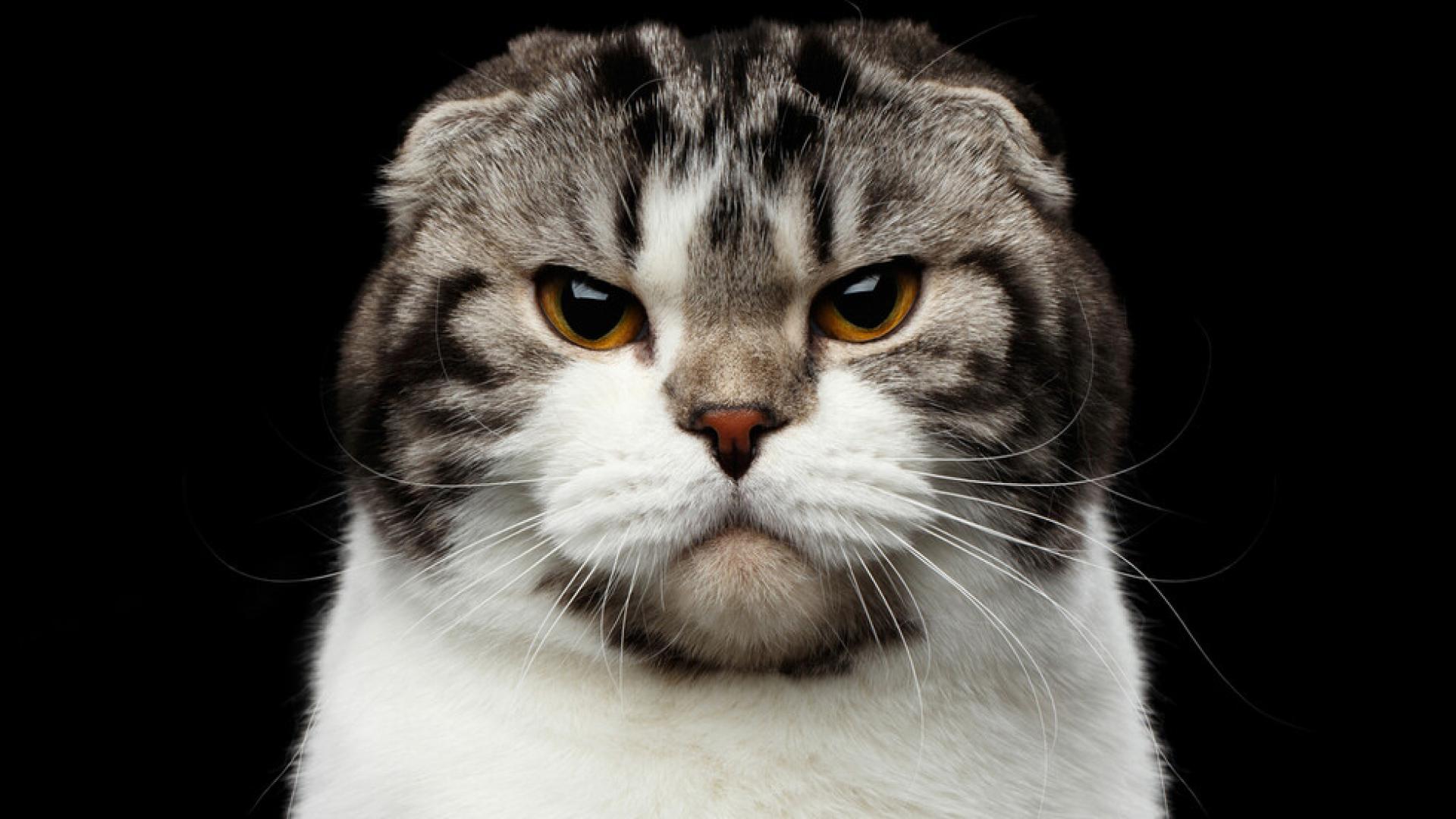 Котката Барбара подлуди света! Причината е смайваща СНИМКИ